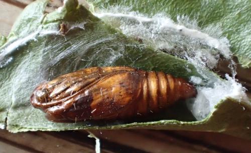 Réf. 298 248 : Notocelia roborana